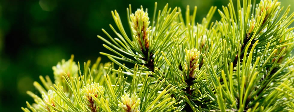 La primera plataforma forestal de españa