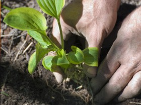 PAGOS POR SERVICIOS AMBIENTALES