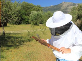PRODUCTOS FORESTALES Y DESARROLLO RURAL