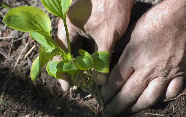 Pagos por servicios ambientales
