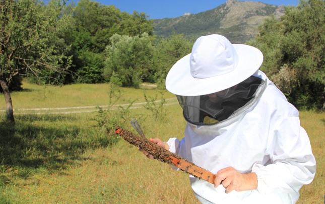 Productos forestales y desarrollo rural